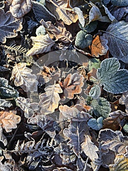 Frosty leaves lying on the ground.
