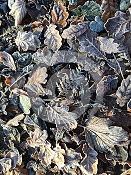 Frosty leaves lying on the ground.