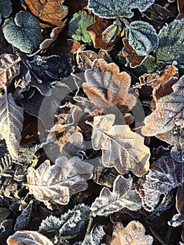 Frosty leaves lying on the ground.