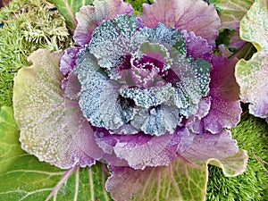 Frosty leaves at ornamental cabbage in winter