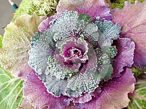 Frosty leaves at ornamental cabbage in winter