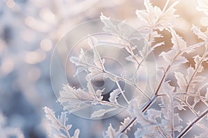 frosty leaves on a plant in the sunlight