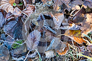 Frosty leaves with shiny ice frost in snowy forest park. Fallen leaves covered hoarfrost and in snow. Tranquil peacful