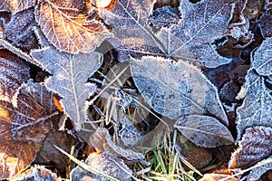 Frosty leaves with shiny ice frost in snowy forest park. Fallen leaves covered hoarfrost and in snow. Tranquil peacful