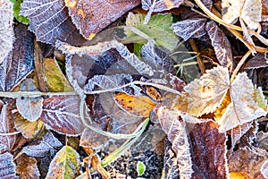 Frosty leaves with shiny ice frost in snowy forest park. Fallen leaves covered hoarfrost and in snow. Tranquil peacful