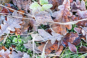 Frosty leaves with shiny ice frost in snowy forest park. Fallen leaves covered hoarfrost and in snow. Tranquil peacful