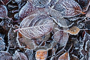 Frosty leaves with shiny ice frost in snowy forest park. Fallen leaves covered hoarfrost and in snow. Tranquil peacful