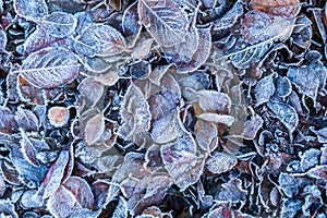 Frosty leaves with shiny ice frost in snowy forest park. Fallen leaves covered hoarfrost and in snow. Tranquil peacful