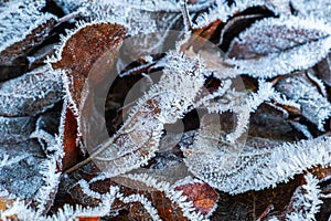 Frosty leaves with shiny ice frost in snowy forest park. Fallen leaves covered hoarfrost and in snow. Tranquil peacful