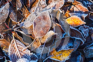 Frosty leaves with shiny ice frost in snowy forest park. Fallen leaves covered hoarfrost and in snow. Tranquil peacful