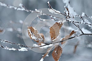 Frosty Leaves