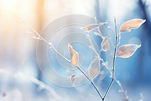 frosty leaves on a tree in the woods