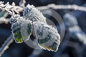 Frosty leaves in winter with room for your text