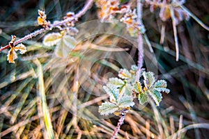 Frosty little leaves