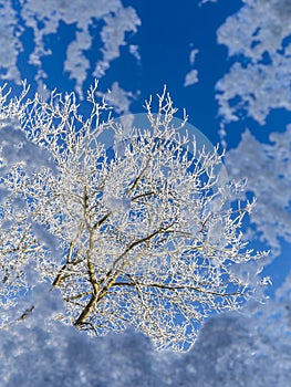 frosty look through window at tree