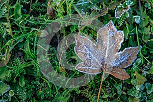 Frosty maple leaf on green grass