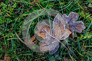 Frosty maple leaf on green grass