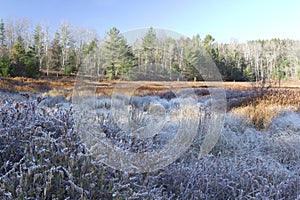 Frosty marsh area