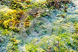 Frosty meadow in the morning