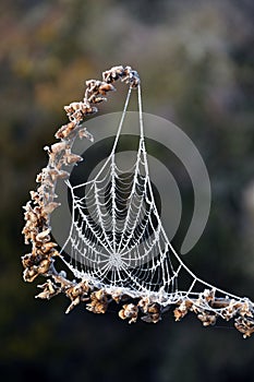 Frosty morning