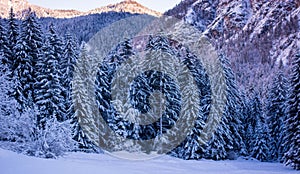 frosty morning in the Alps in winter