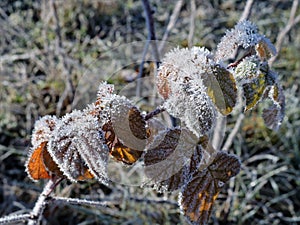 Frosty morning in the autumn fruit garden