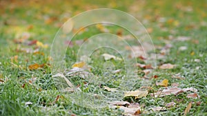 Frosty morning in autumn, pan movement of frosted grass