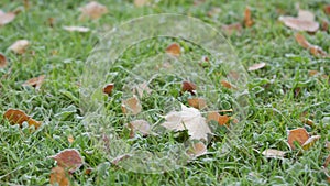 Frosty morning in autumn, pan movement of frosted grass