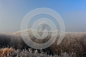 Frosty morning background