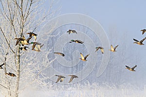 Frosty morning and birds flying over a snowy forest