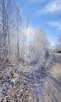 Frosty morning in forest