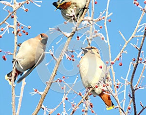 Frosty morning in the forest with birds. Cold winter.