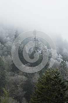 Frosty Morning on Newfound Gap Road, Great Smoky Mountains National Park, TN