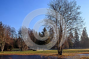 Green lawn with bare winter trees