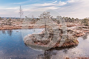 Frosty morning in raised bog. Landscape with the frozen plants and the hoar-frost. Kemeri National park in Latvia