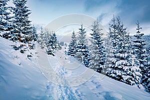 Frosty morning view of mountain forest.