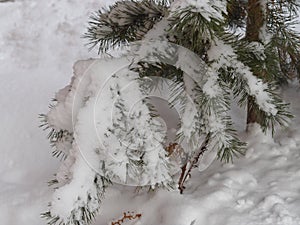 Frosty morning, in which were photographed pine branches, covered with morning frost. Photo close up with blue sky