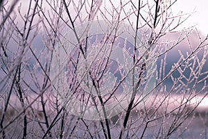 Frosty morning in the winter forest. Snow-covered bare branches against the background of frosty dawn. Branches covered