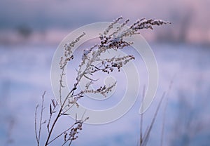 Frosty morning in the winter forest. Spikelets and blades of grass in hoarfrost on the background of a snowy field and