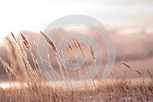 Frosty morning in the winter forest. Spikelets and blades of grass in hoarfrost on the background of a snowy field and