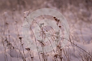 Frosty morning in the winter forest. Spikelets and blades of grass in hoarfrost on the background of a snowy field and