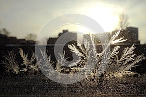 frosty natural pattern and sun on winter glass