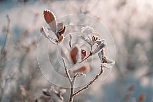 Frosty nature background. Winter landscape with frozen grass