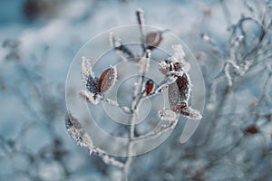 Frosty nature background. Winter landscape with frozen grass