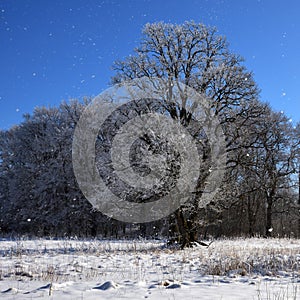 A frosty oak in snowfall against blue sky background