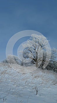 Frosty Oaks