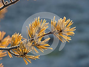 Frosty pine branch