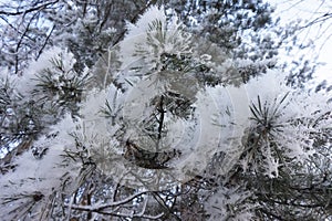 Frosty pine branch Snow hoar detail of exterior