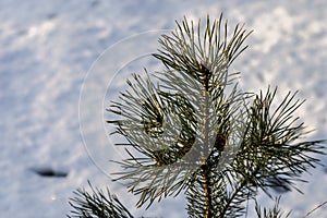 Frosty pine branch in winter Park outdoor