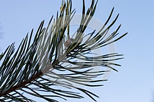 Frosty pine branch in winter Park outdoor